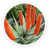 Cape Aloe