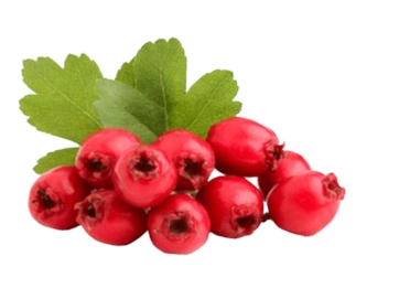 CircO2 Ingredient - Hawthorn Berry