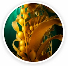 Kelp Powder