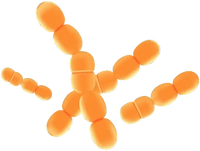 Lactobacillus Paracasei