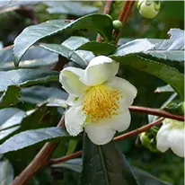 Metabo Drops - Camellia Sinensis