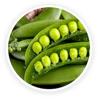 Pea Starch