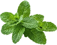 Peppermint Extract