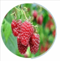 Raspberry