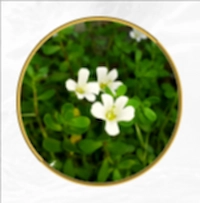 St. John's Wort Extract