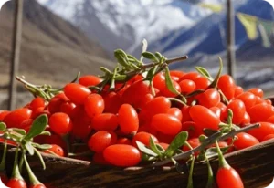 Wolf (Goji) Berry Extract