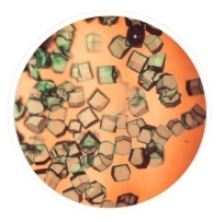Lysozyme