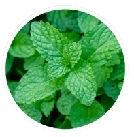 Wild Mint